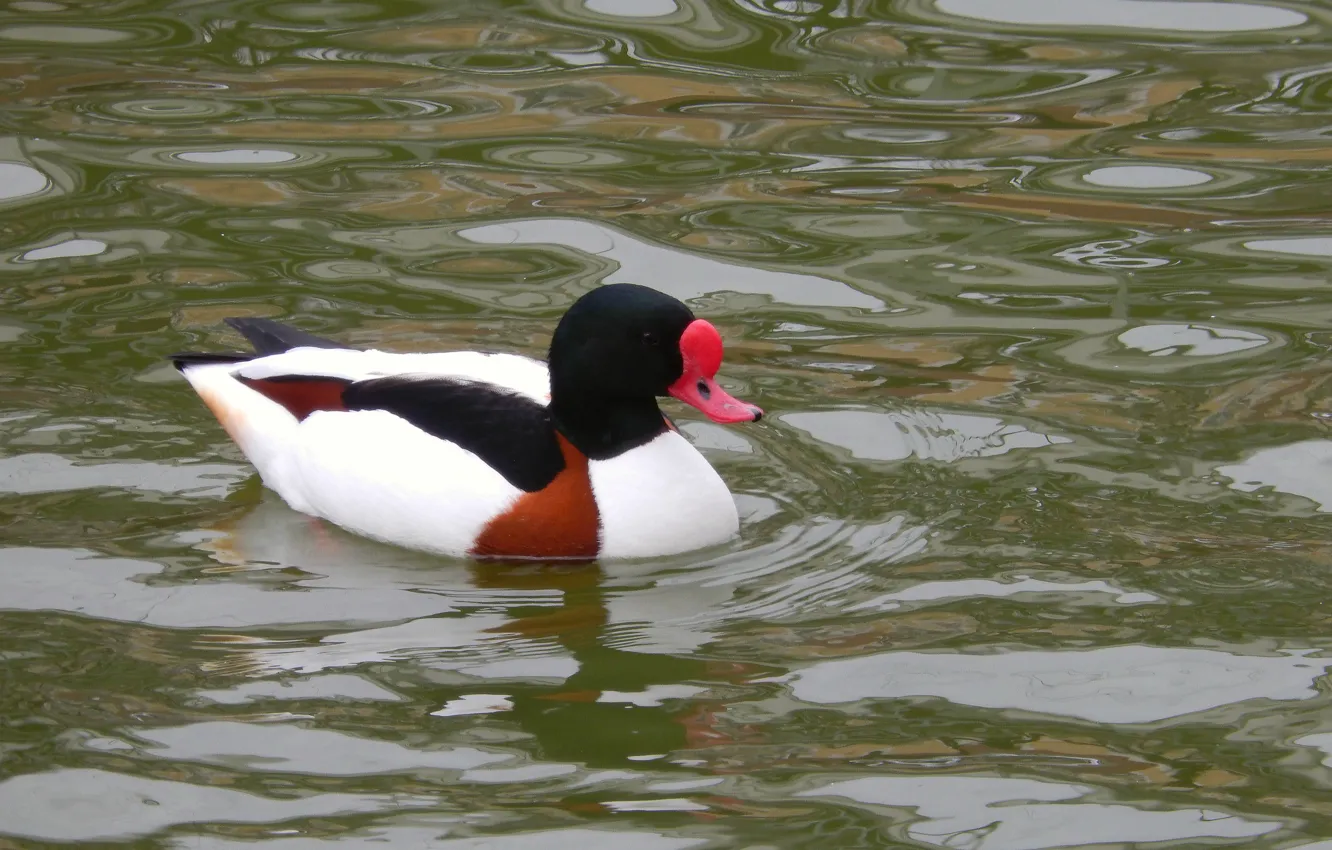 Photo wallpaper lake, pond, widescreen, Wallpaper, duck, wallpaper, widescreen, background