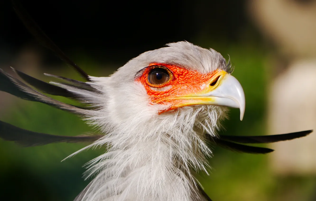 Photo wallpaper look, bird, portrait, feathers, bokeh, Secretary bird