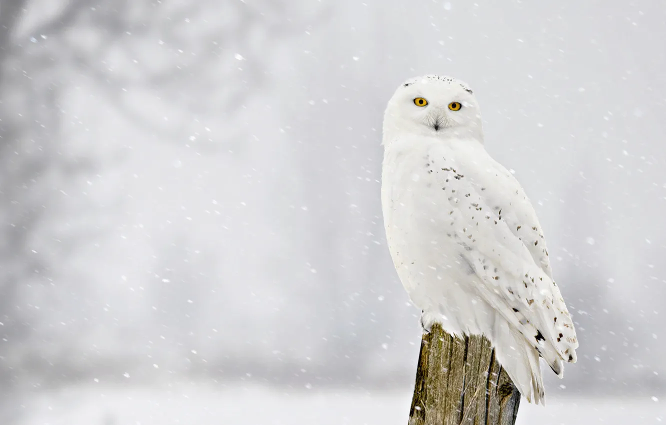 Photo wallpaper winter, look, snow, bird, stump, snowfall, snowy owl