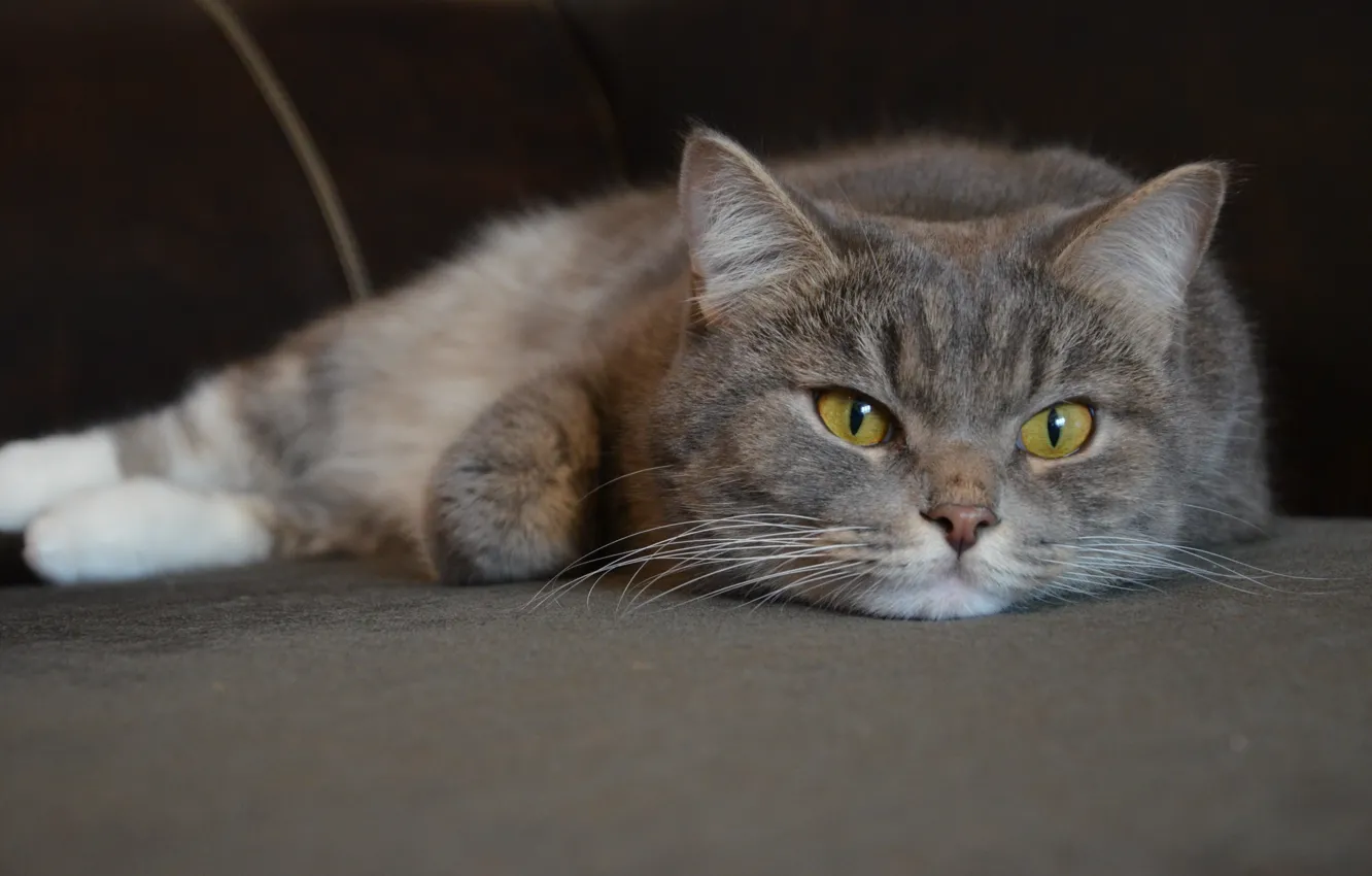 Photo wallpaper cat, muzzle, Fluffy