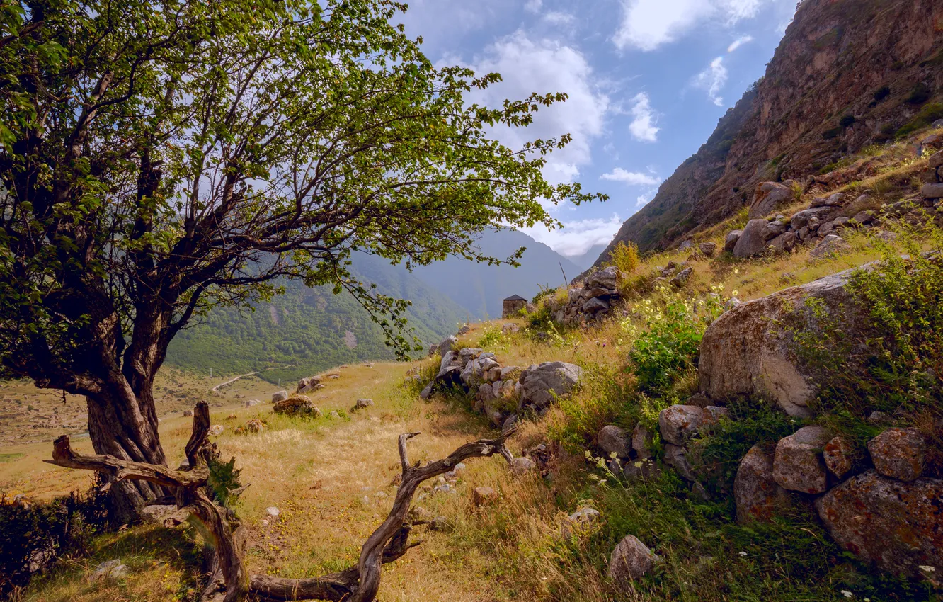 Photo wallpaper rocks, tree, hillside