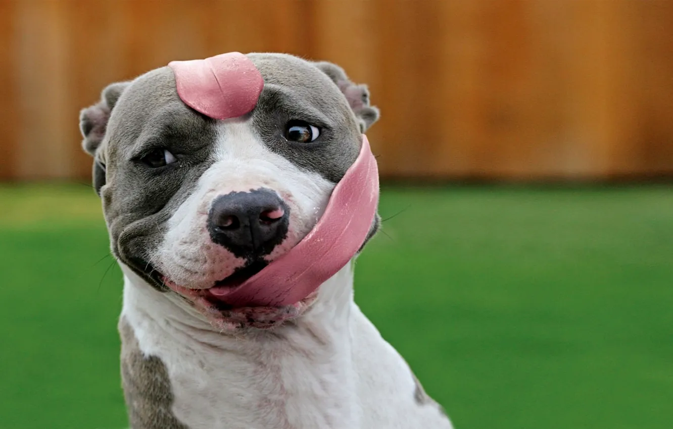 Photo wallpaper language, dog, humor, bulldog