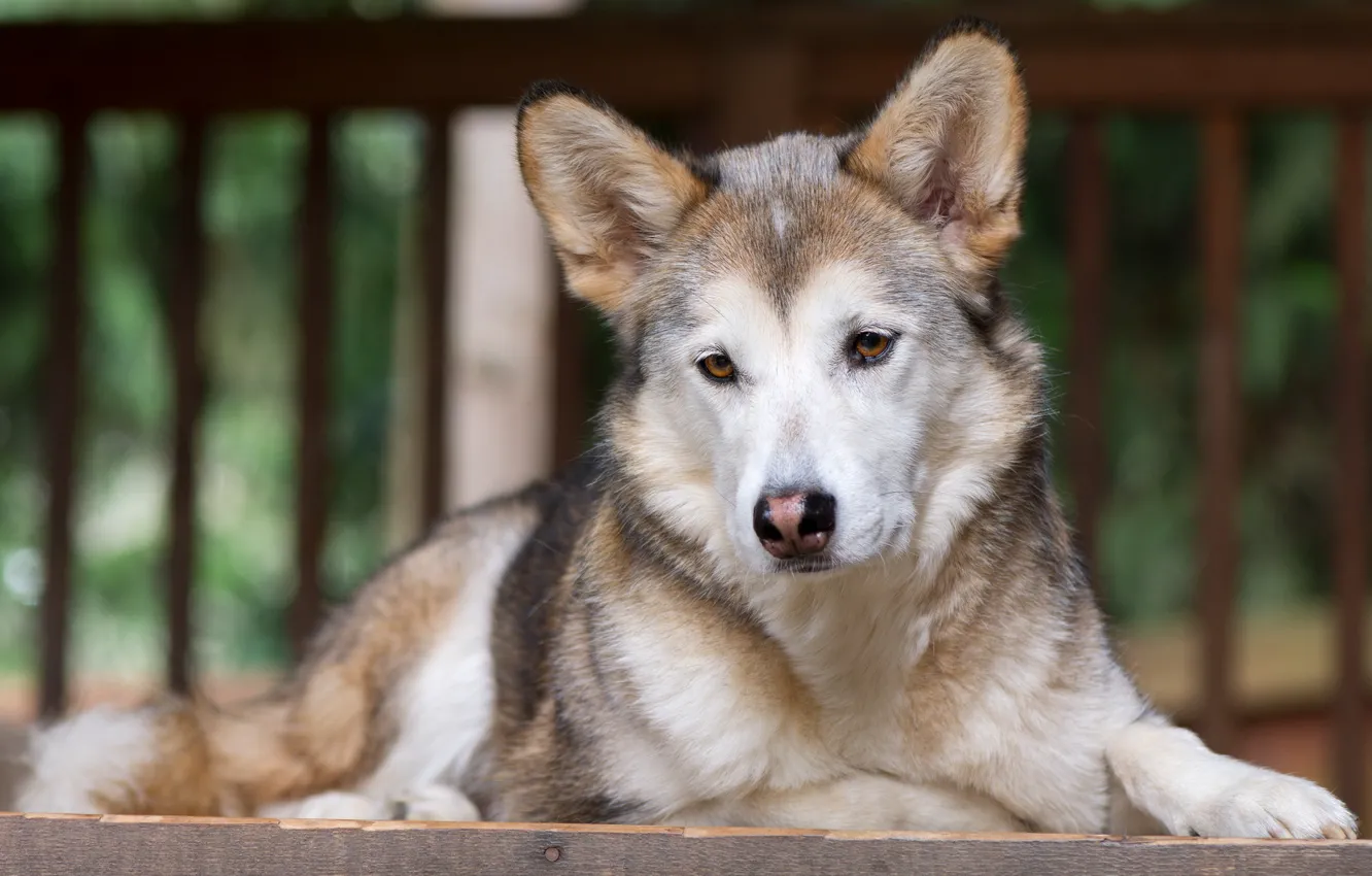 Photo wallpaper look, each, dog