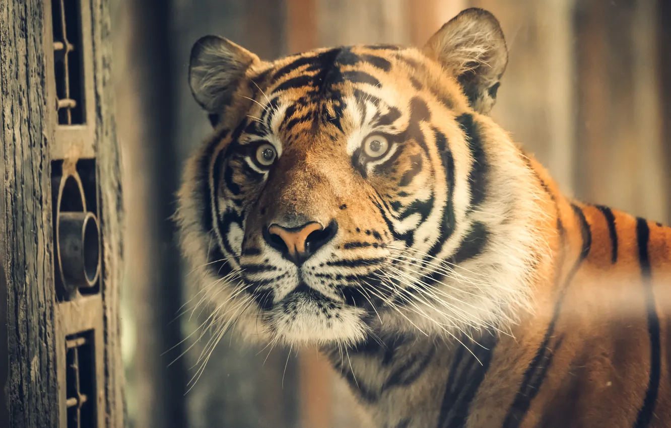 Photo wallpaper look, face, light, tiger, portrait, the pupil, the expression, bokeh