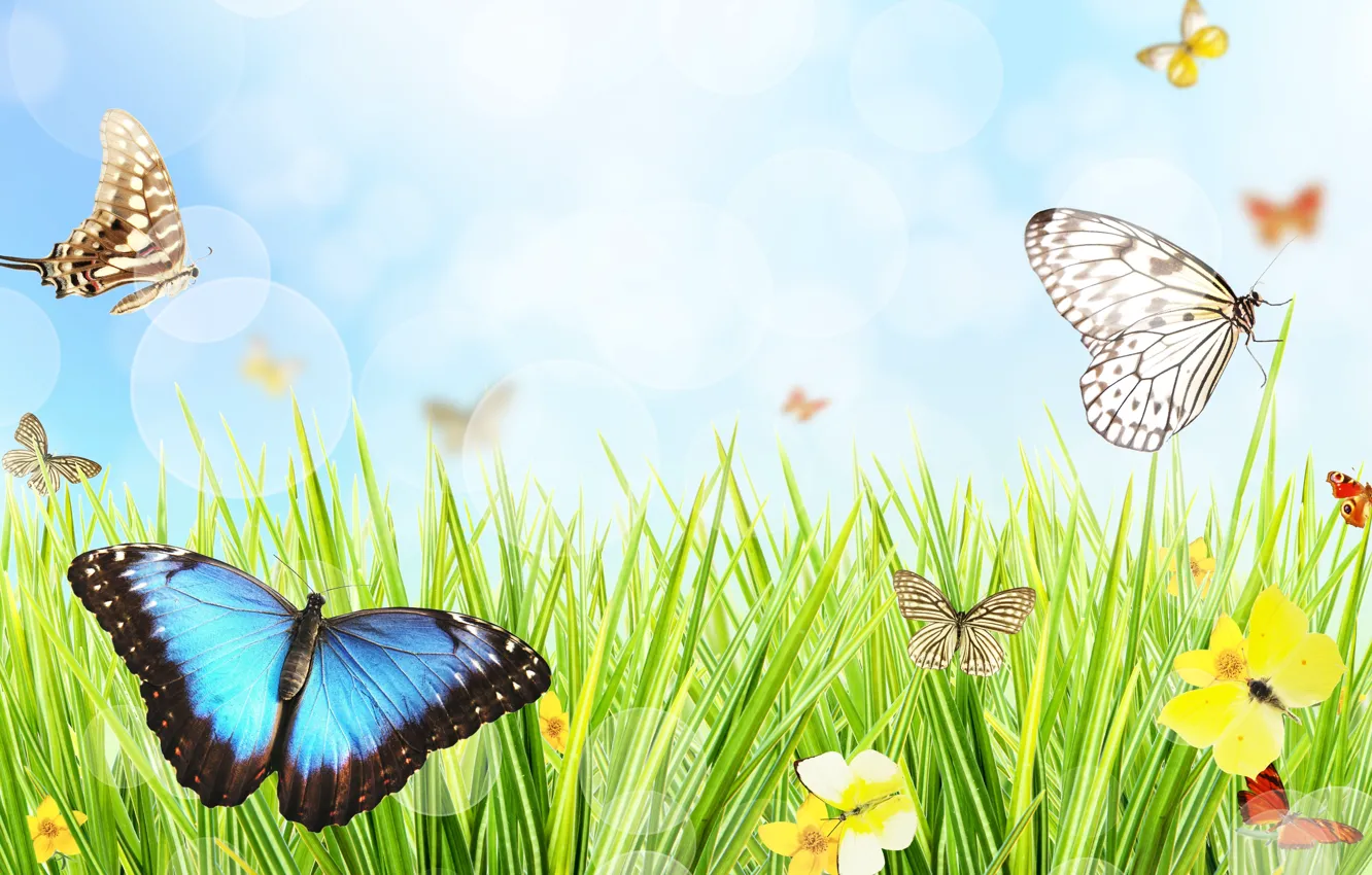 Photo wallpaper butterfly, flowers, weed