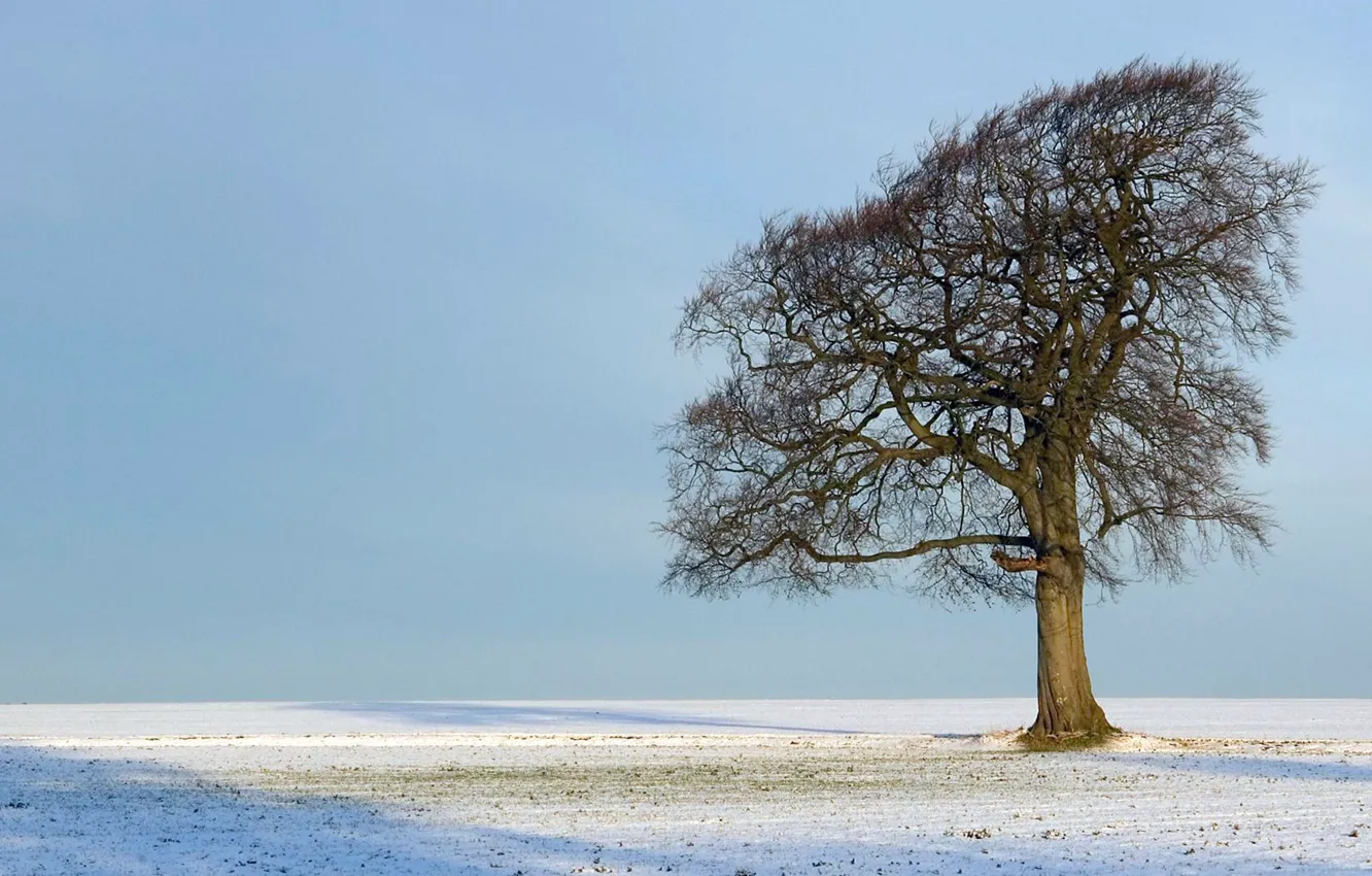 Photo wallpaper sky, Tree, field, nature, winter, snow