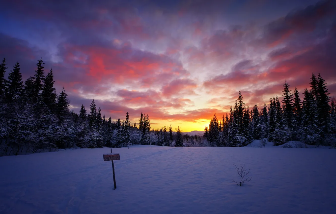 Photo wallpaper winter, forest, the sky, clouds, snow, trees, sunset, glade