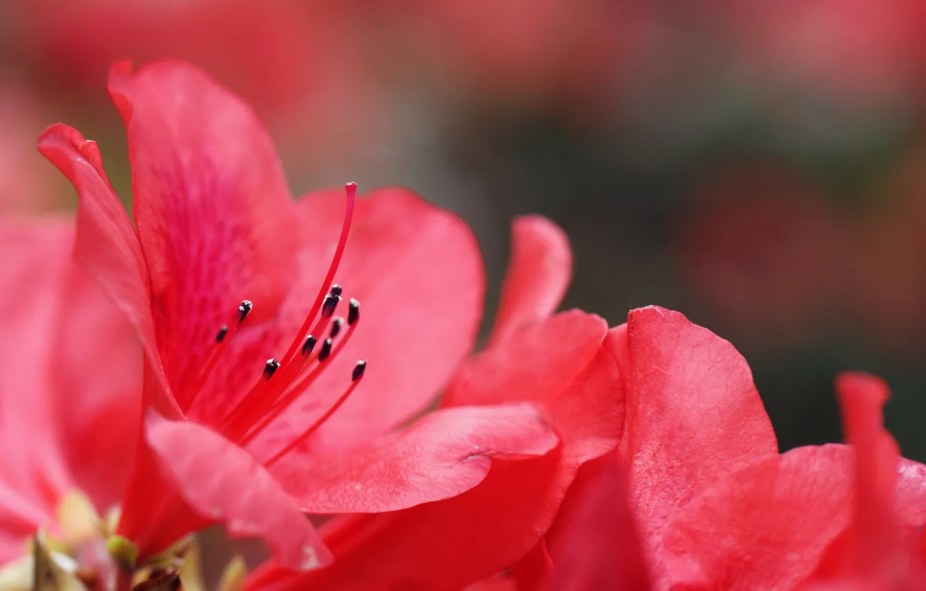 Photo wallpaper flowers, focus, pink, Azalea
