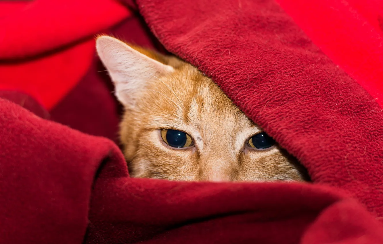 Photo wallpaper cat, look, background