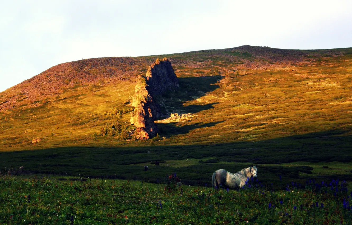 Photo wallpaper grass, horse, meadow, flowers.