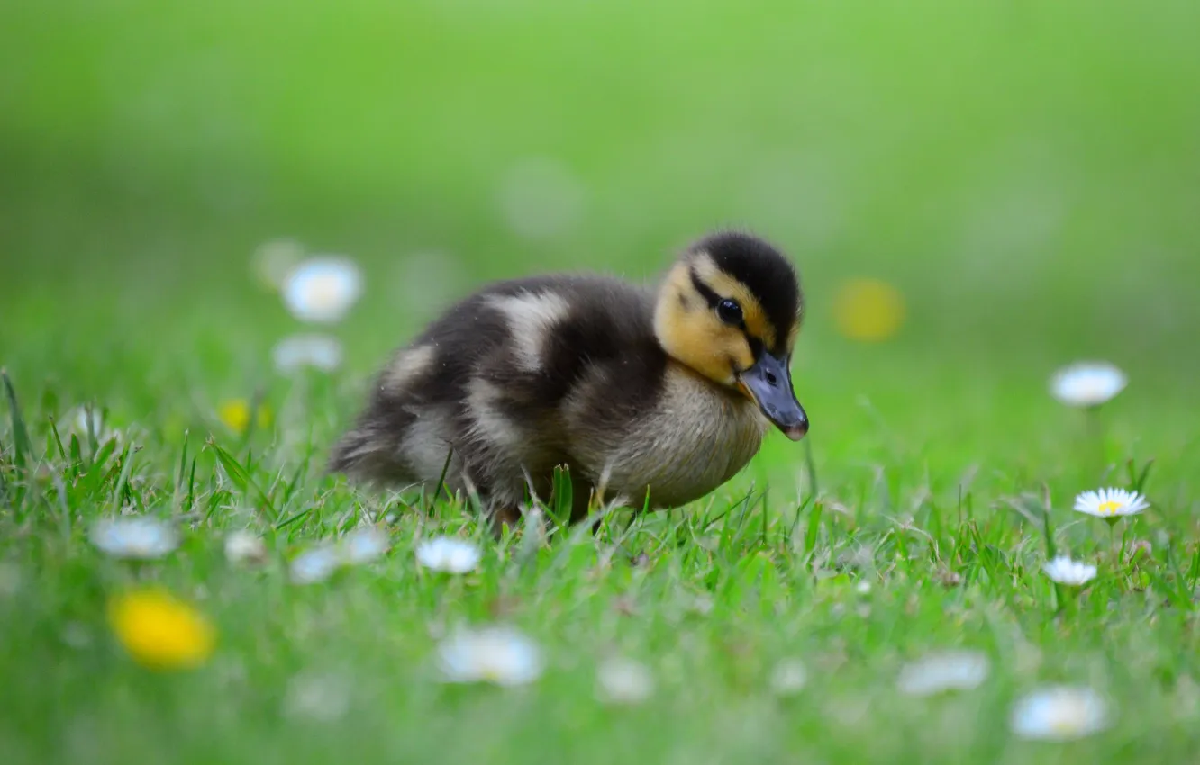 Photo wallpaper flowers, grass, weed, duck, flowers, Duckling