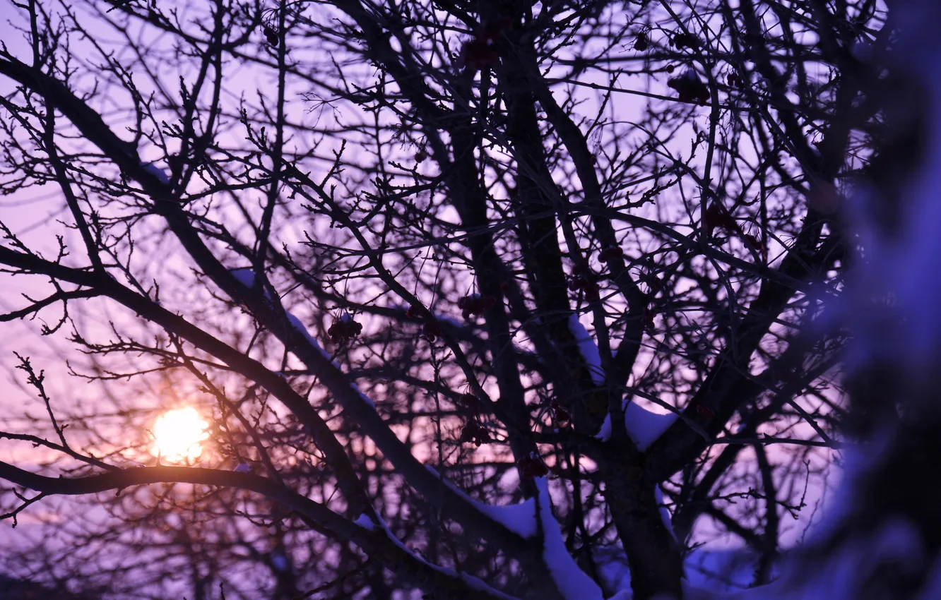 Photo wallpaper trees, sunset, color