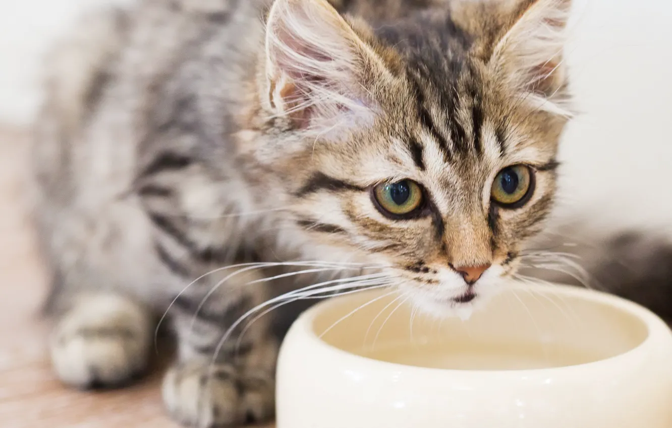 Photo wallpaper cat, pet, feline, water bowl