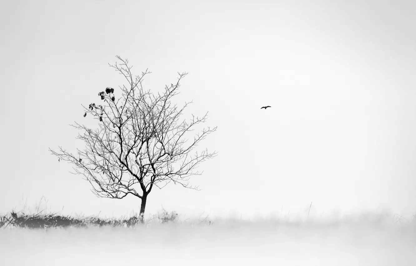 Photo wallpaper fog, tree, bird