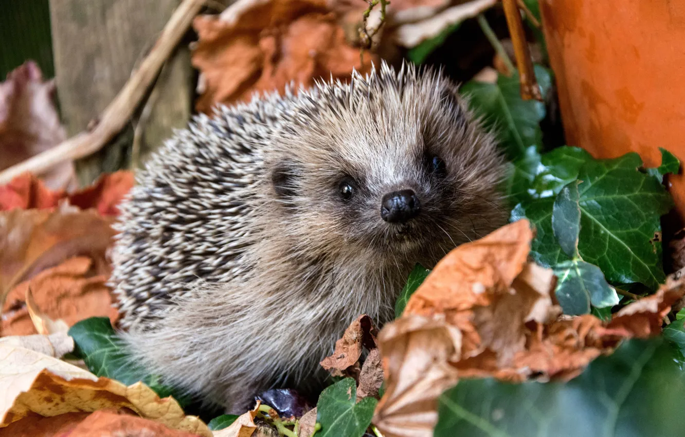 Photo wallpaper autumn, look, nature, muzzle, hedgehog, autumn leaves, hedgehog