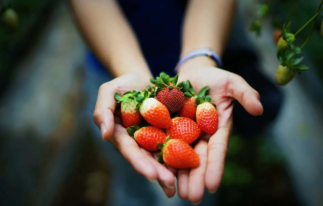 Photo wallpaper berries, hands, strawberry