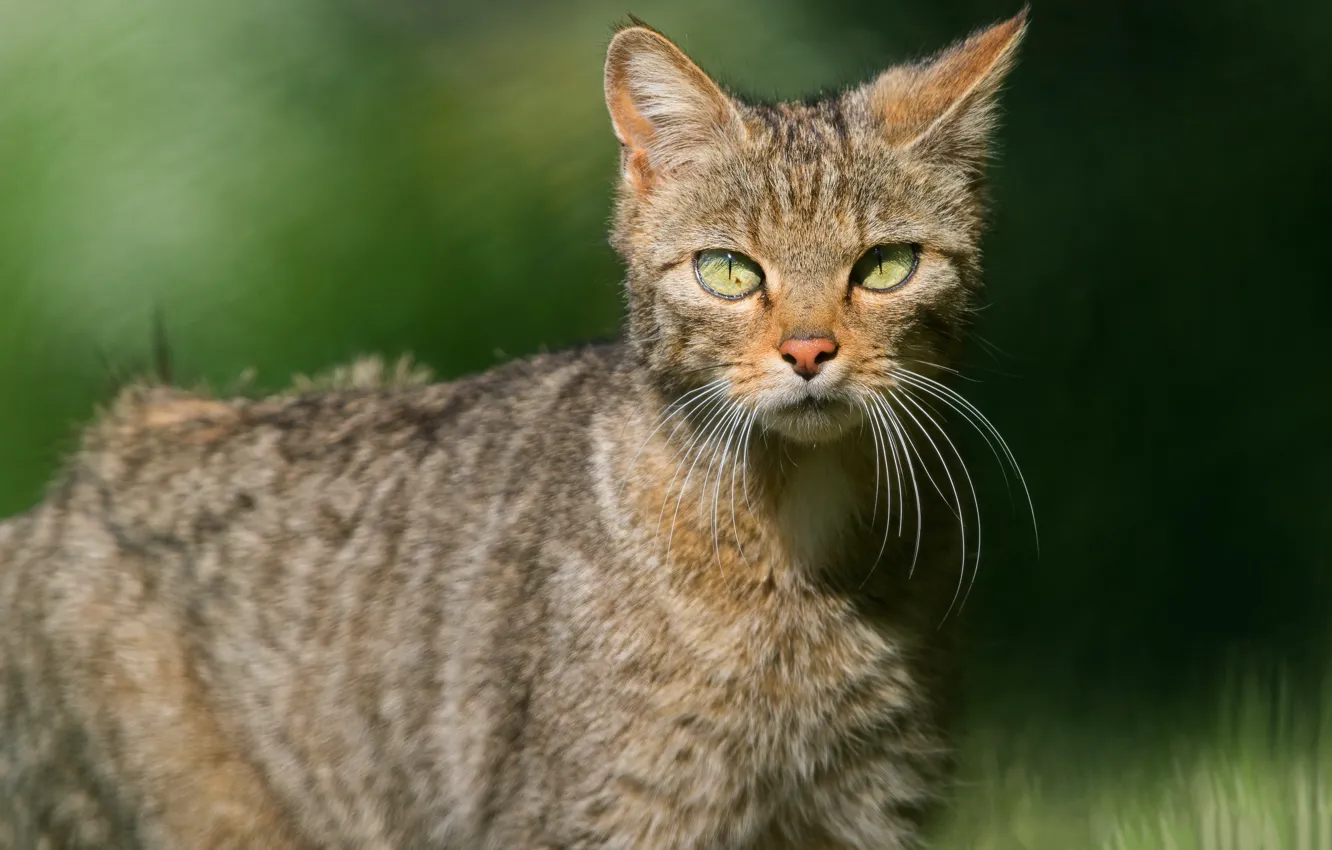 Photo wallpaper cat, cat, look, face, light, bokeh, blurred background, wildcat