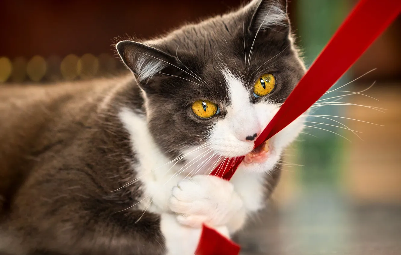 Photo wallpaper cat, cat, look, face, grey, the game, portrait, tape