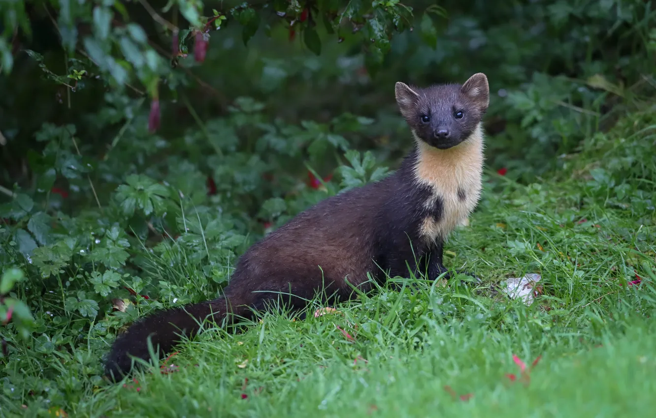 Photo wallpaper grass, predator, marten