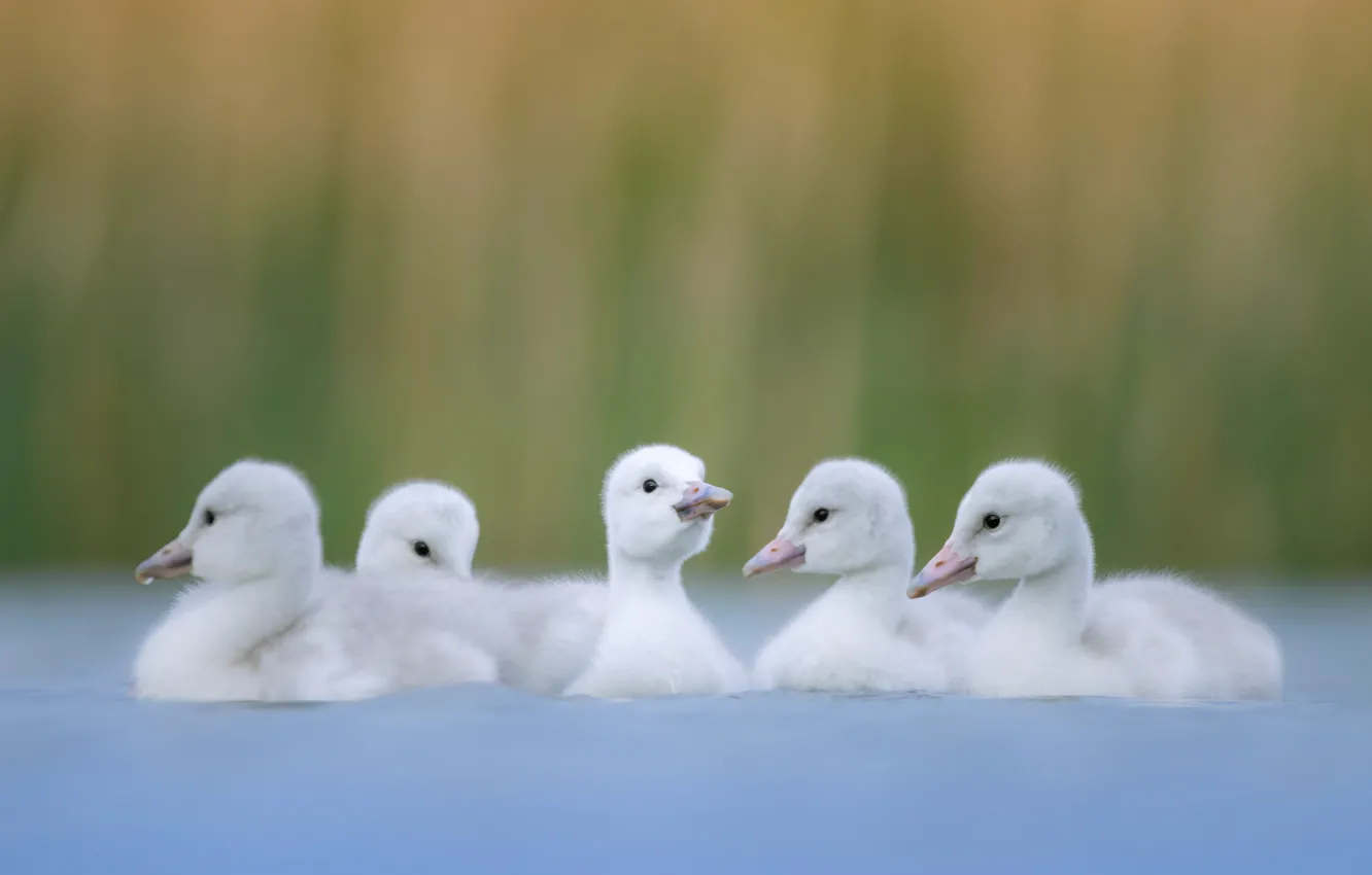 Photo wallpaper bird, swans, Chicks, pond, bokeh, brood, the Lebeda