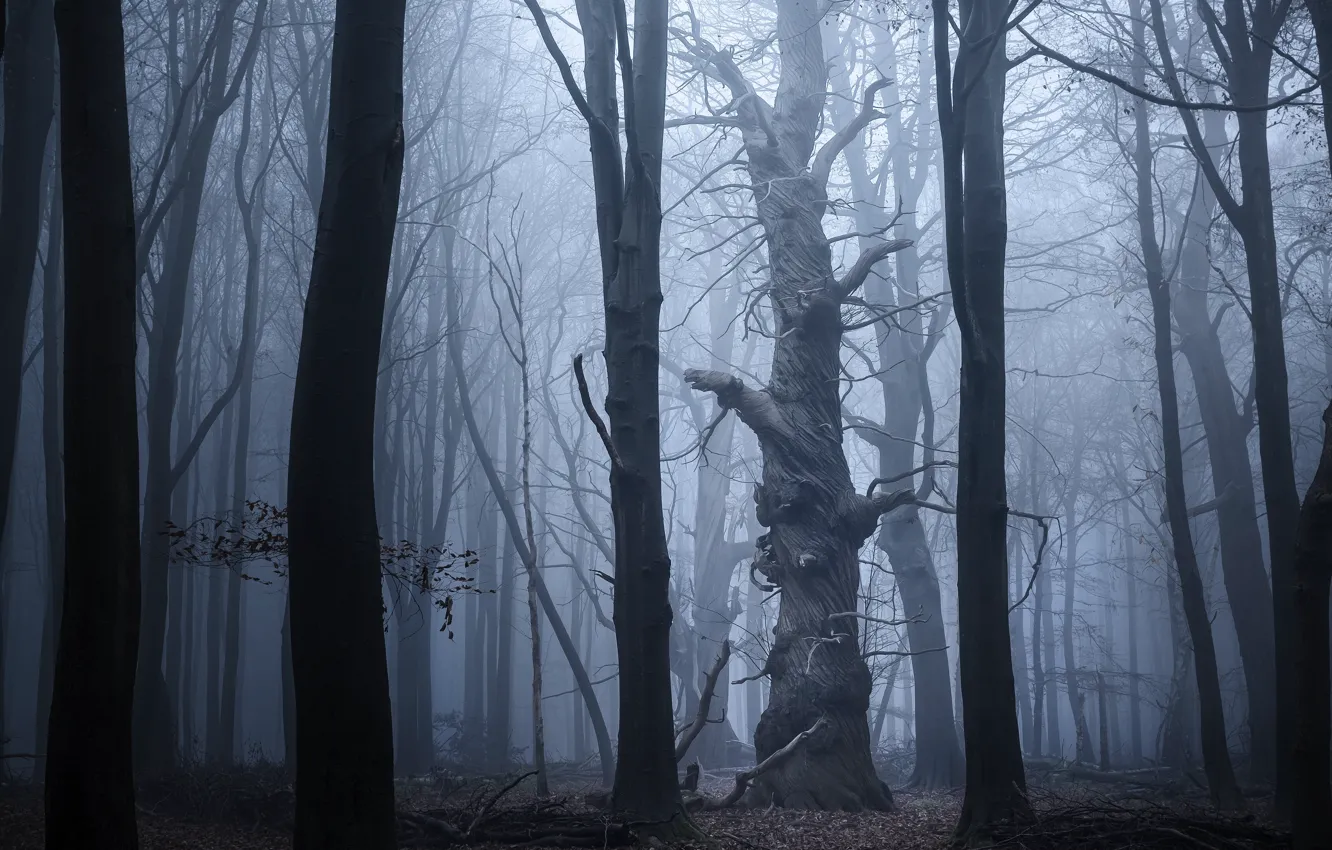 Photo wallpaper forest, trees, nature, fog, England, England, Hertfordshire, Hertfordshire