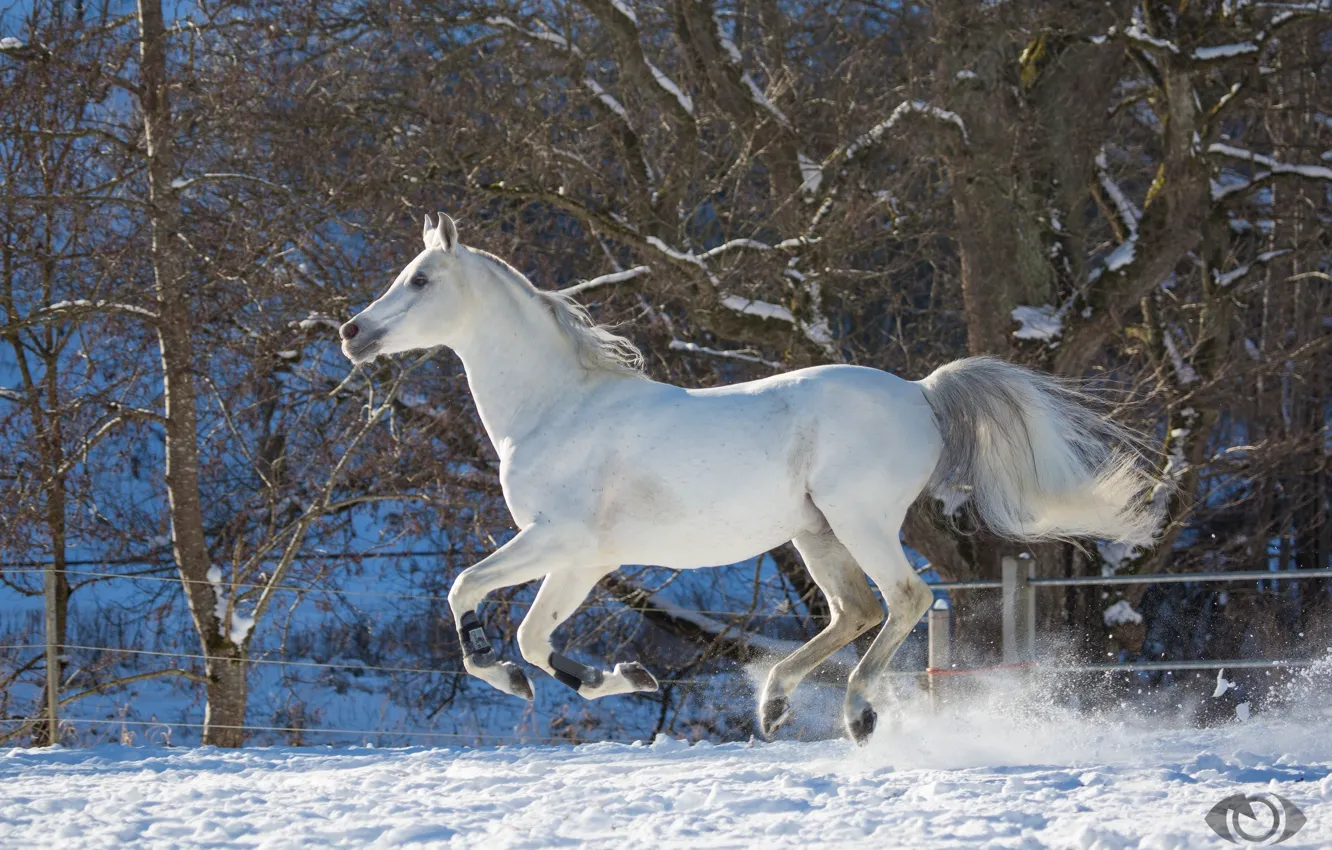 Photo wallpaper white, horse, horse, speed, power, running, grace, jump