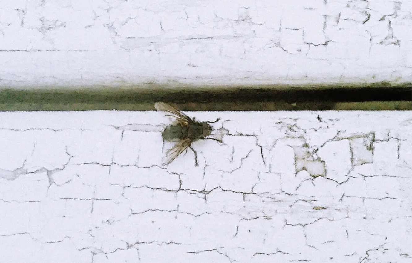 Photo wallpaper fly, April, nasekomye, spring2024