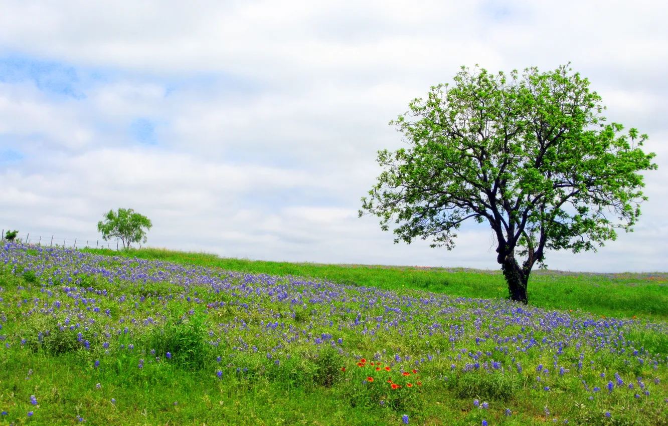 Photo wallpaper the sky, grass, clouds, flowers, tree, spring, meadow