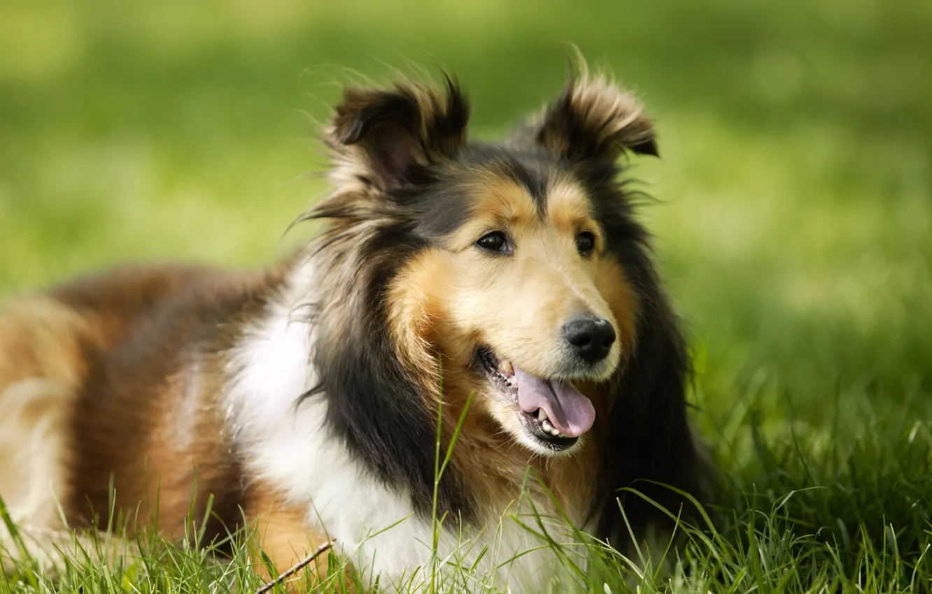 Photo wallpaper greens, language, summer, grass, glade, portrait, dog, puppy