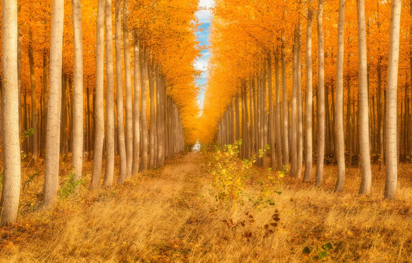 Photo wallpaper autumn, forest, light, trees, trunks, Bush, yellow, track