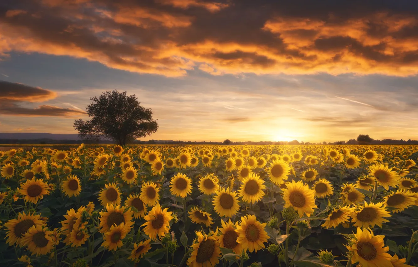 Photo wallpaper field, summer, the sky, the sun, clouds, trees, sunflowers, sunset