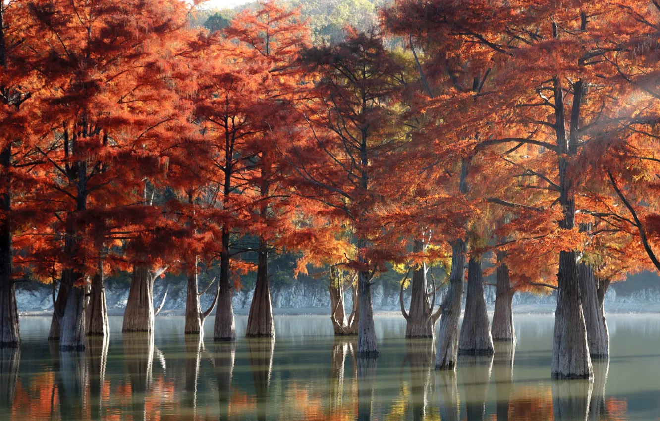 Photo wallpaper autumn, trees, nature, lake, cypress