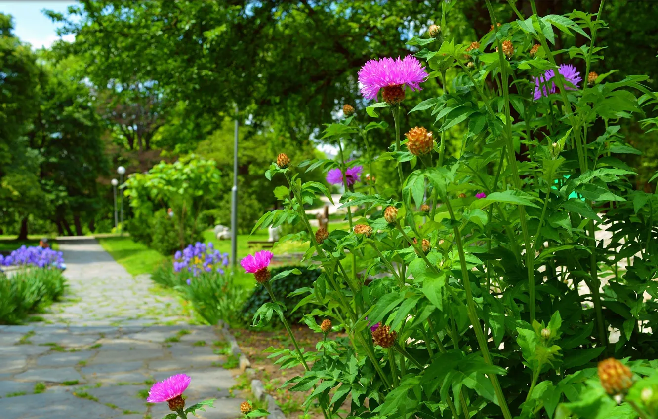 Photo wallpaper flowers, nature, Park, track, flowering, nature, park, flowers