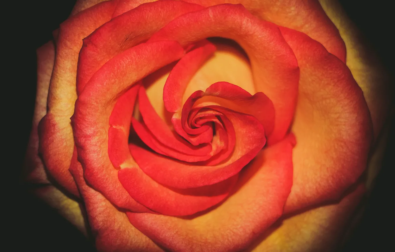 Photo wallpaper flower, rose, rose, flower, blume