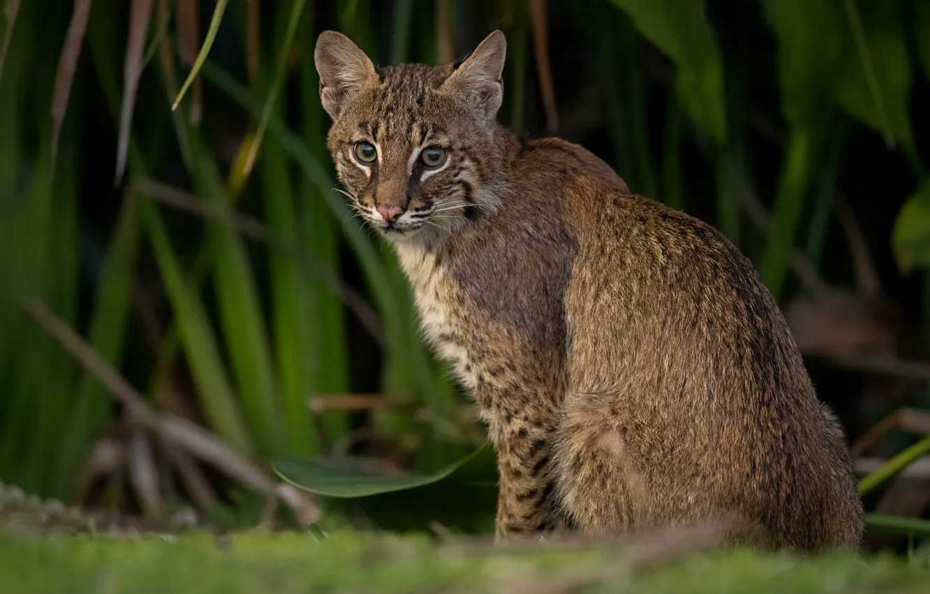 Photo wallpaper lynx, look, sitting, branches