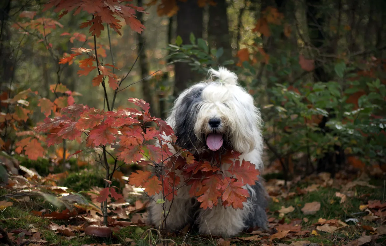Photo wallpaper autumn, forest, dog