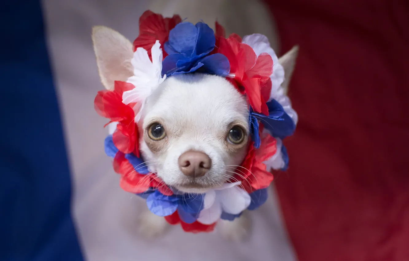 Photo wallpaper look, background, dog