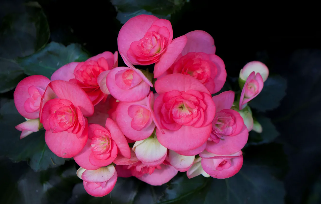 Photo wallpaper nature, petals, inflorescence