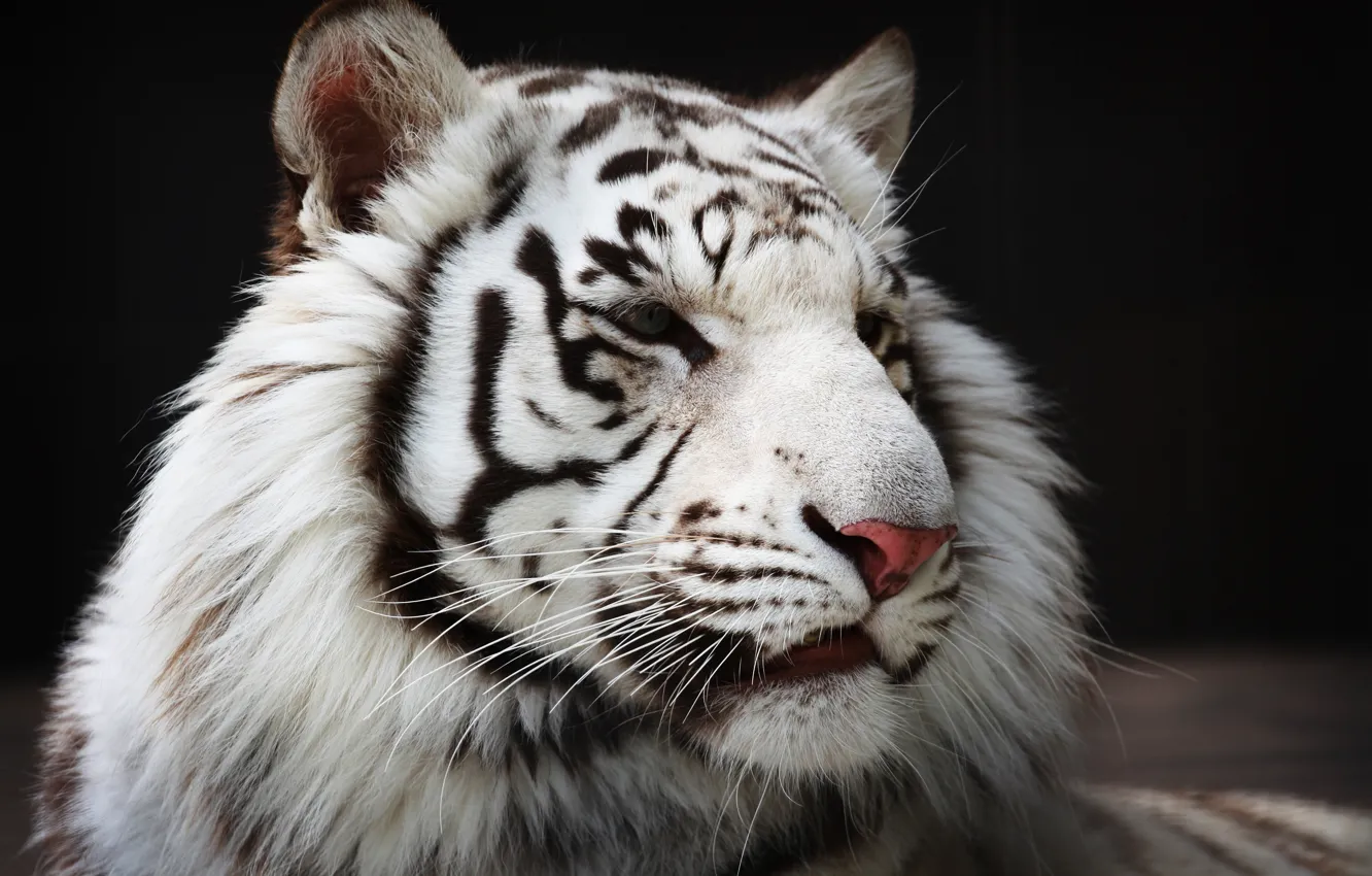 Photo wallpaper face, predator, fur, white tiger, wild cat