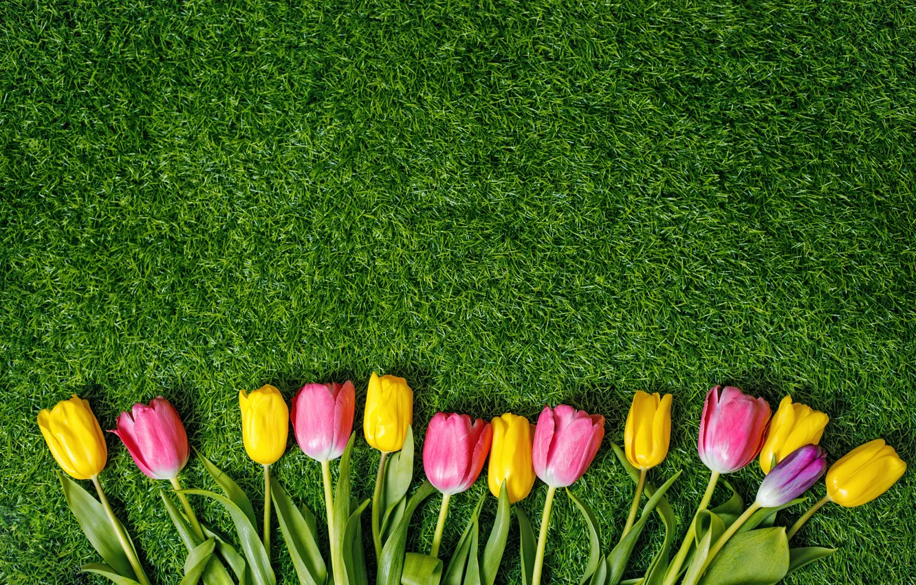 Photo wallpaper yellow, spring, tulips, pink
