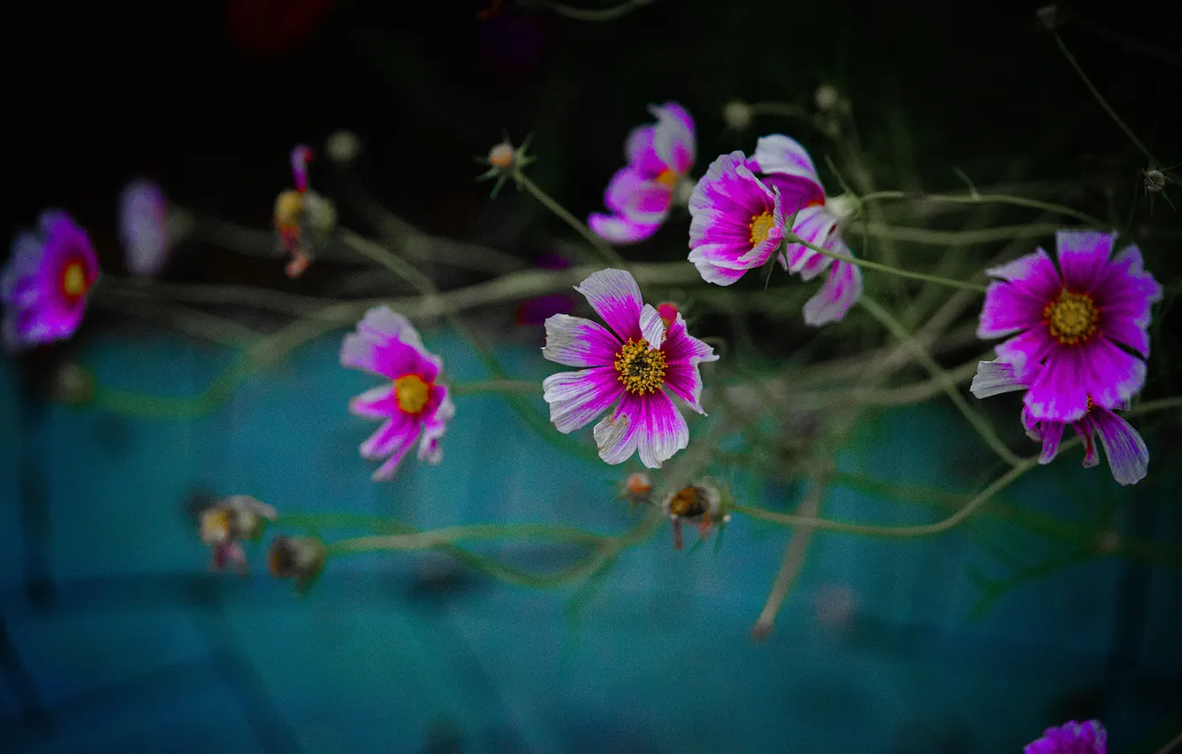 Photo wallpaper summer, flowers, the dark background, garden, stem, pink, cosmos