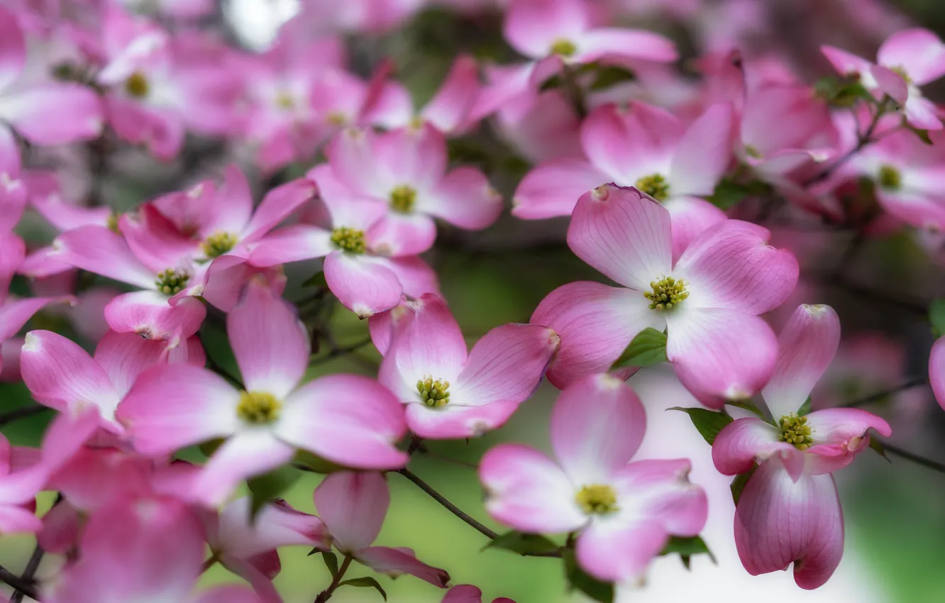 Photo wallpaper flowers, branches, spring, pink, flowering, a lot, dogwood