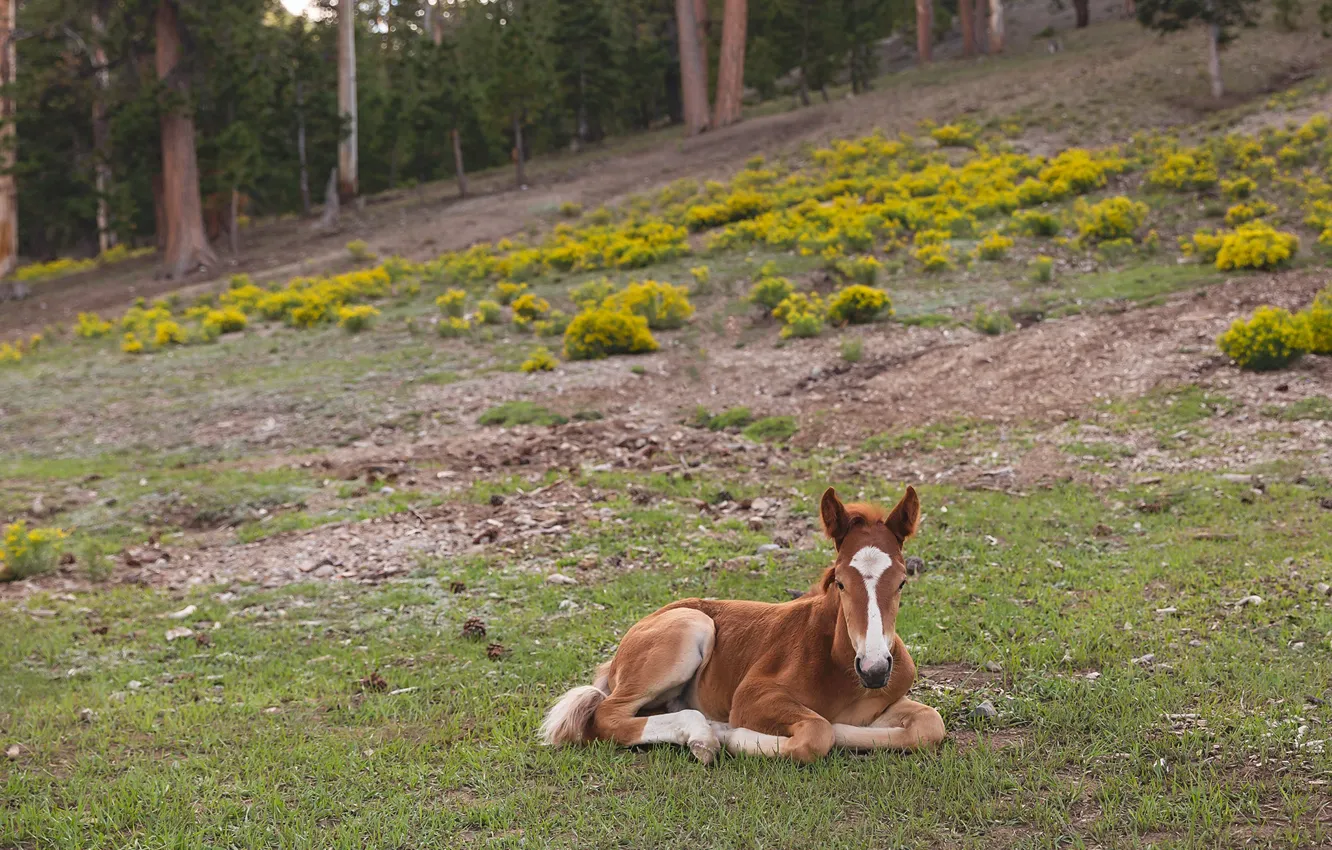 Photo wallpaper nature, background, foal