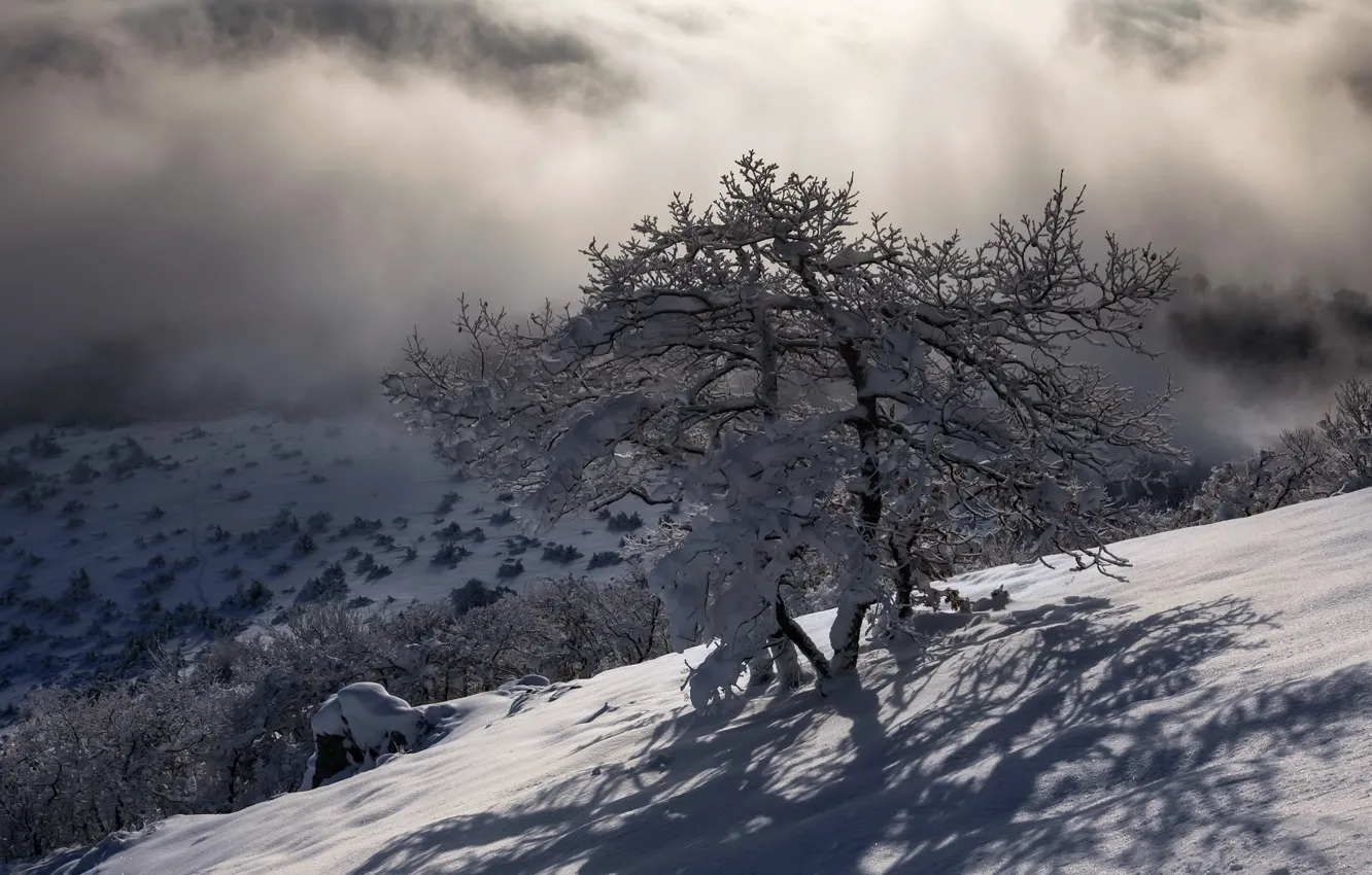 Photo wallpaper winter, trees, mountains