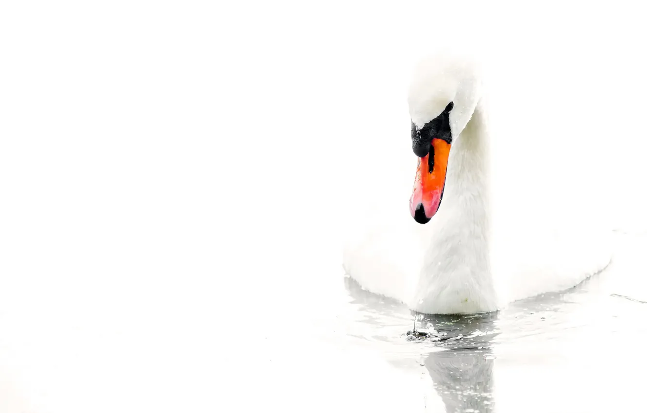 Photo wallpaper BACKGROUND, WATER, WHITE, SWAN, SURFACE