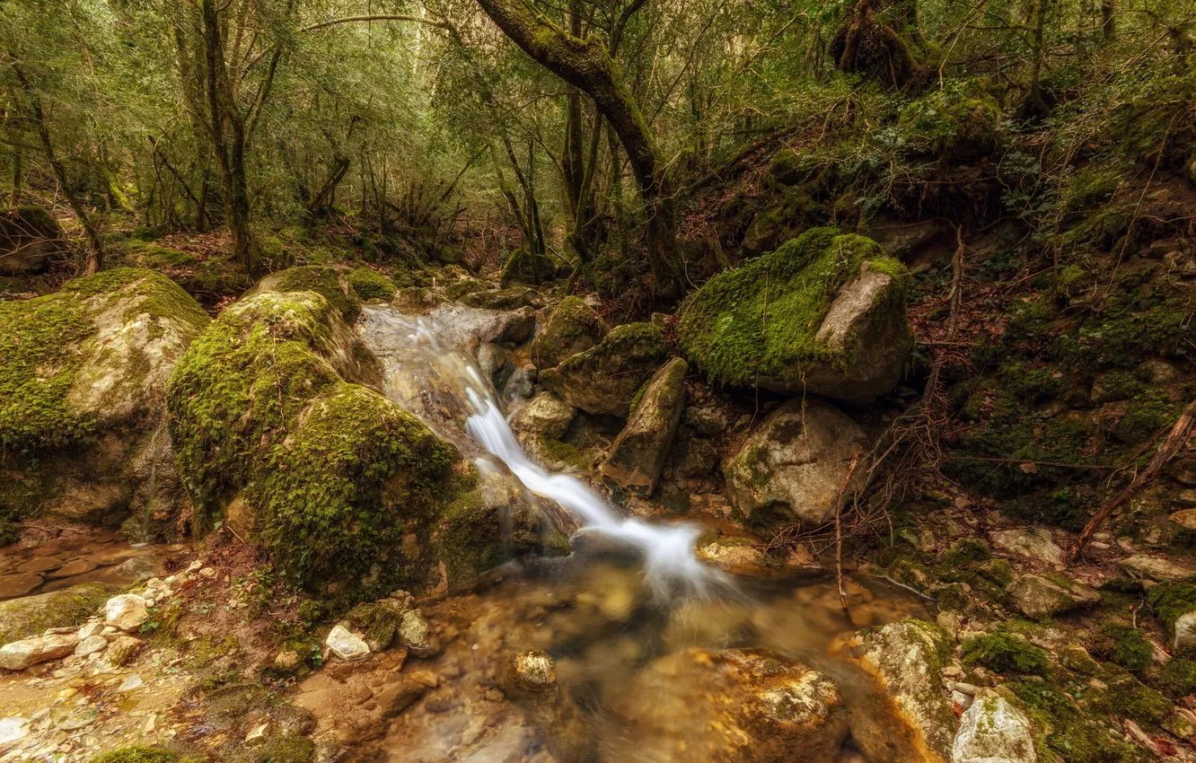 Photo wallpaper forest, nature, river