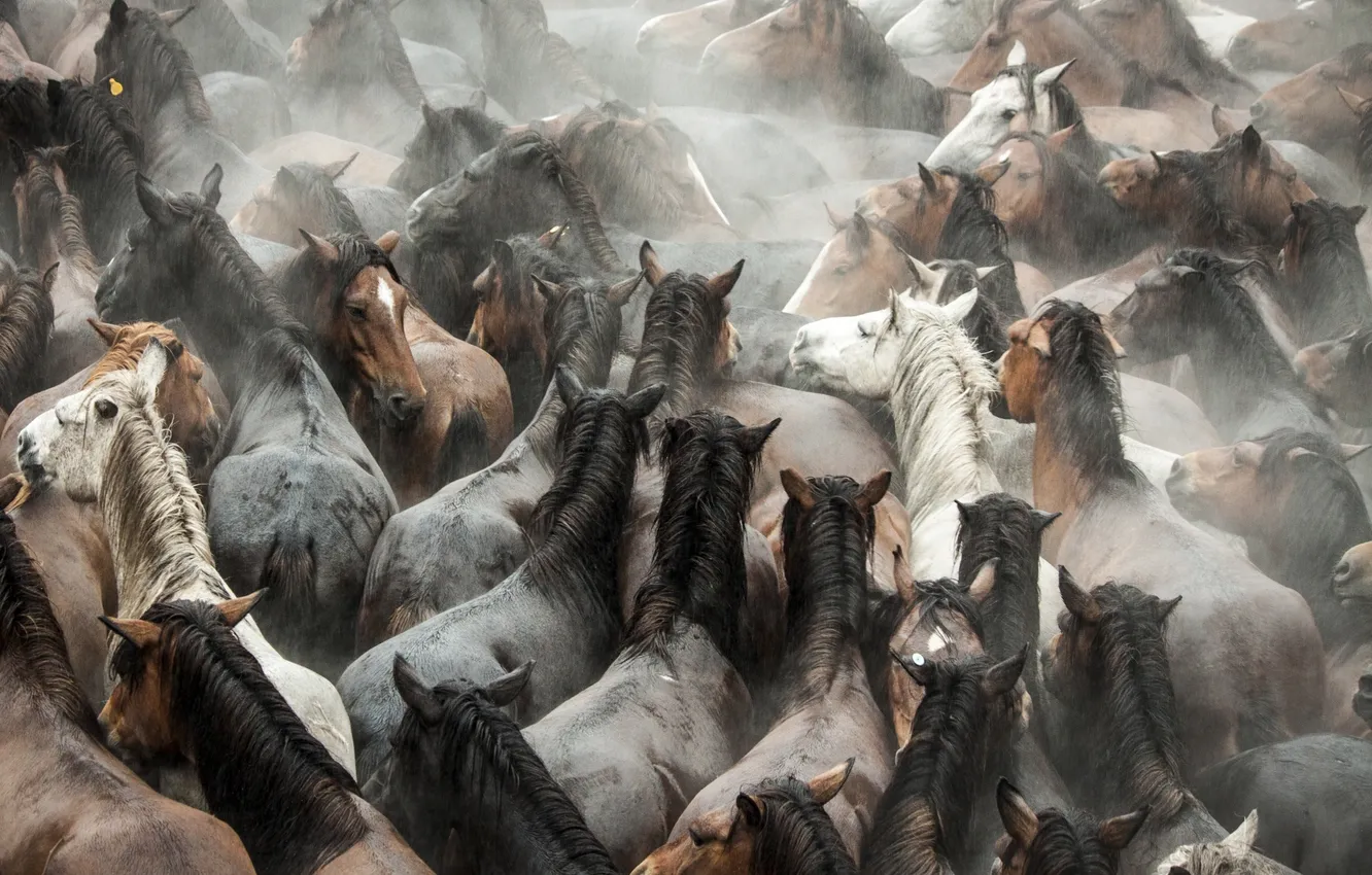 Photo wallpaper animals, horse, the herd, Mustangs