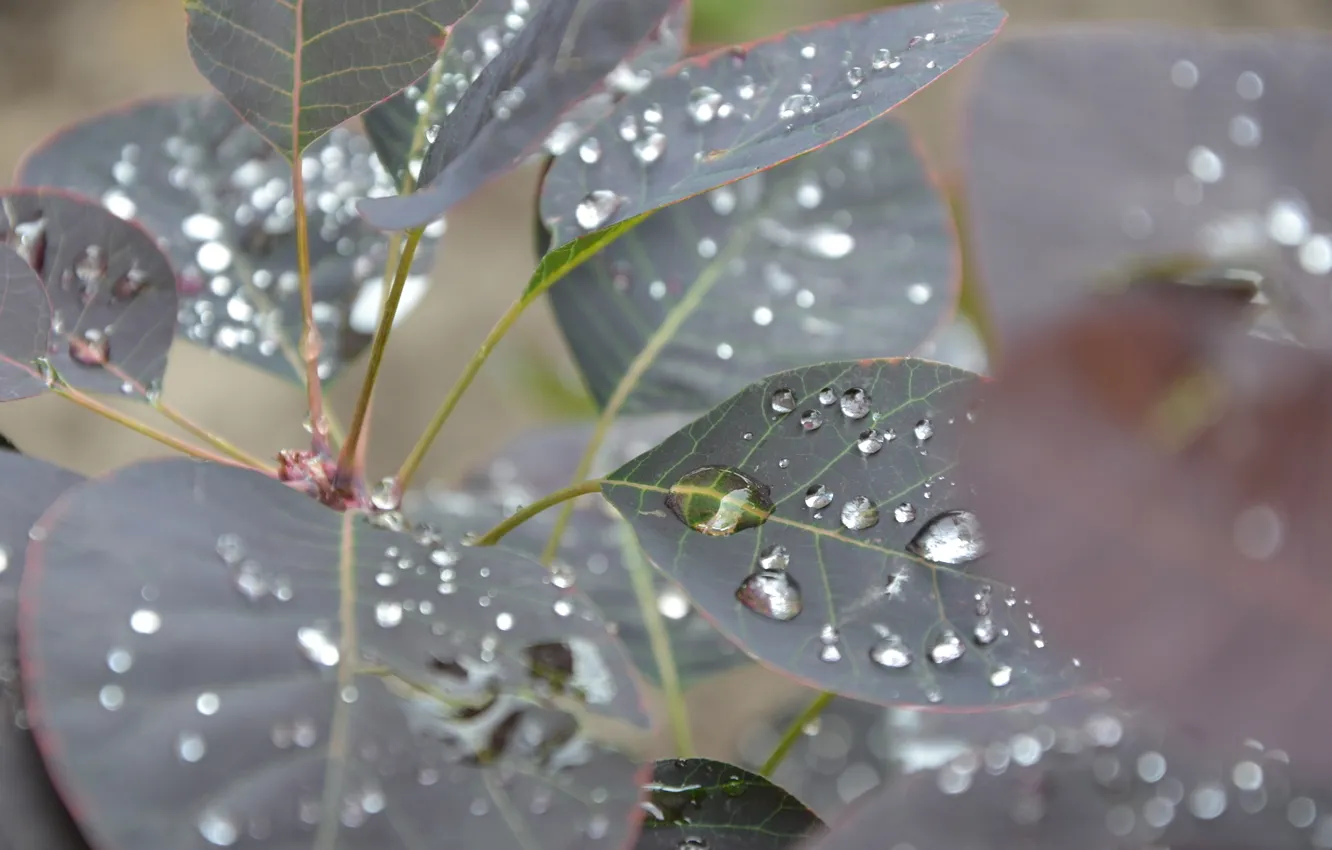 Photo wallpaper drops, macro, trees, a piece of paper. sheet