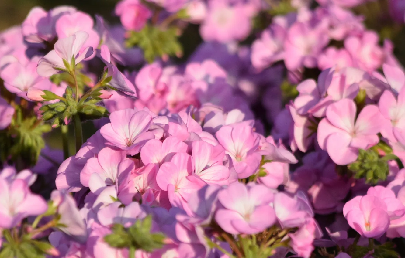 Photo wallpaper flowers, tenderness, petals, flowering, geranium