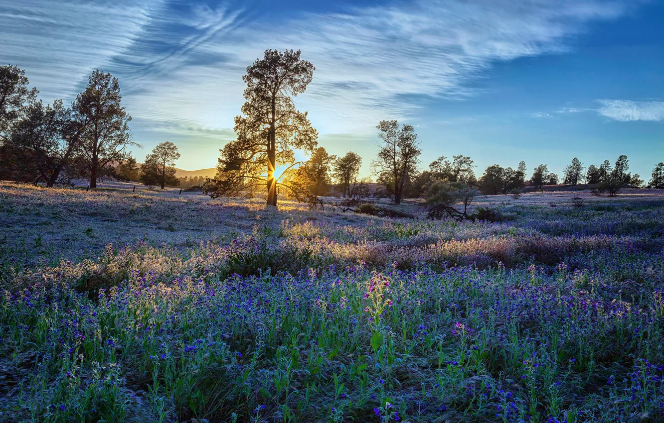 Photo wallpaper trees, sunset, flowers, meadow, Australia, Flinders